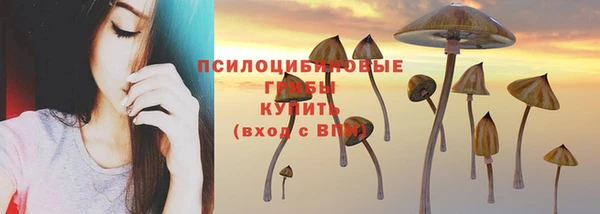стаф Бородино